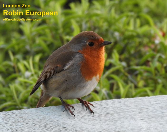 Robin European (2) Coming Soon